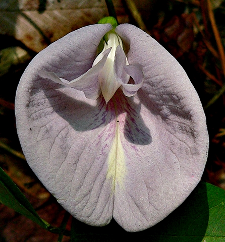 {Clitoria mariana}